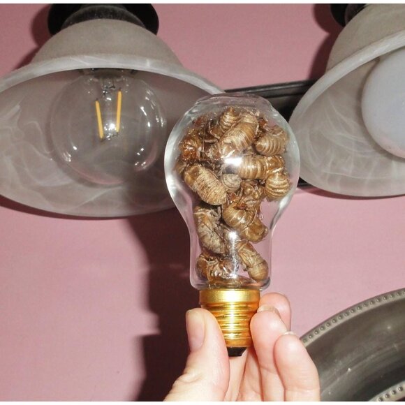 Glass Lightbulb Jar full of 27 Cicada Skins oddity curiosity goth taxidermy - Picture 2 of 16